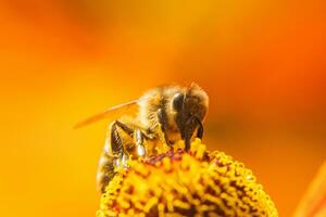 Honey bee covered with yellow pollen drink nectar, pollinating flower. Inspirational natural floral spring or summer blooming garden background. Life of insects, Extreme macro close up selective focus photo