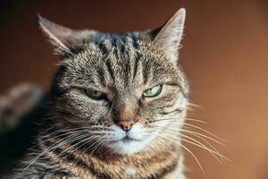 retrato divertido arrogante gato atigrado doméstico de pelo corto posando sobre fondo marrón oscuro. pequeño gatito encantador miembro de la familia jugando en casa. cuidado de mascotas salud y concepto animal espacio de copia foto