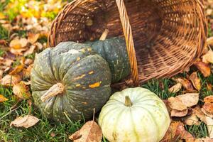 Autumnal Background. Autumn fall pumpkins in basket on dried fall leaves, garden outdoor. October september wallpaper Change of seasons ripe organic food concept Halloween party Thanksgiving day. photo