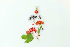 Autumn floral composition. Plants viburnum rowan berries dogrose fresh flowers colorful leaves isolated on white background. Fall natural plants ecology wallpaper concept Flat lay top view copy space photo