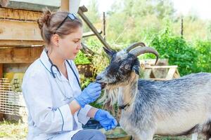 Young veterinarian woman with stethoscope holding and examining goat on ranch background. Young goat with vet hands for check up in natural eco farm. Animal care livestock ecological farming concept. photo