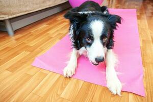 Funny dog border collie practicing yoga lesson indoor. Puppy doing yoga asana pose on pink yoga mat at home. Calmness and relax during quarantine. Working out gym at home. photo