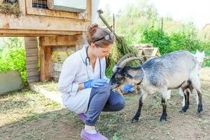 joven veterinario mujer con estetoscopio participación y examinando cabra en rancho antecedentes. joven cabra con veterinario manos para cheque arriba en natural eco granja. animal cuidado ganado ecológico agricultura concepto. foto