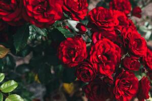 hermosas flores de rosas rojas en verano. fondo de naturaleza con rosas escarlatas florecientes. inspirador fondo de parque o jardín floreciente de primavera floral natural. diseño de arte retro vintage de flores de belleza. foto