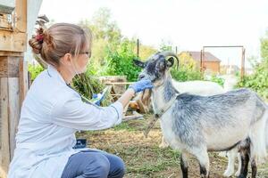 Young veterinarian woman with tablet computer examining goat on ranch background. Vet doctor check up goat in natural eco farm. Animal care and ecological livestock farming concept. photo