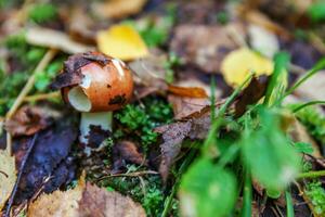 russula de hongo pequeño comestible con gorra roja rojiza en el fondo del bosque otoñal de musgo. hongos en el medio natural. macro de hongo grande de cerca. inspirador paisaje natural de verano o otoño. foto