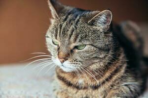 retrato divertido arrogante gato atigrado doméstico de pelo corto relajándose en casa. pequeño gatito encantador miembro de la familia jugando en el interior. cuidado de mascotas, salud y concepto animal. foto