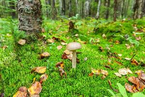 Edible small mushroom brown cap Penny Bun leccinum in moss autumn forest background. Fungus in the natural environment. Big mushroom macro close up. Inspirational natural summer or fall landscape. photo