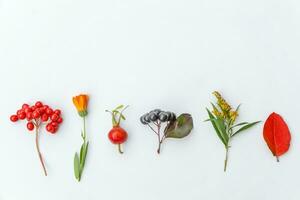 Autumn floral composition. Plants viburnum rowan berries dogrose flowers colorful leaves isolated on white background. Fall natural plants ecology wallpaper concept. Flat lay top view, copy space photo