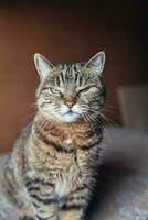 Funny portrait arrogant short-haired domestic tabby cat relaxing at home. Little kitten lovely member of family playing indoor. Pet care health and animal concept. photo