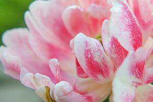 Pink tulip flowers in spring time. Close up macro of fresh spring flower in garden. Soft abstract floral poster, extremely macro, selective focus. Inspirational floral wallpaper holidays card photo