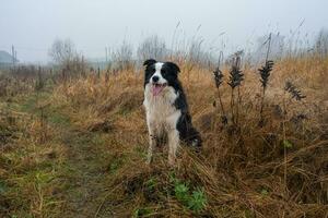 Pet activity. Cute puppy dog border collie sitting in autumn park forest outdoor. Pet dog on walking in foggy autumn fall day. Dog walking. Hello Autumn cold weather concept. photo