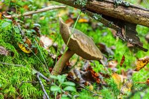 Edible small mushroom brown cap Penny Bun leccinum in moss autumn forest background. Fungus in the natural environment. Big mushroom macro close up. Inspirational natural summer or fall landscape. photo