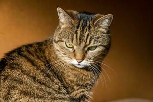 Funny portrait arrogant short-haired domestic tabby cat posing on dark brown background. Little kitten playing resting at home indoor. Pet care and animal life concept. photo