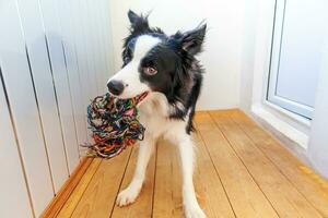 divertido retrato de un lindo cachorro sonriente border collie sosteniendo un colorido juguete de cuerda en la boca. nuevo miembro encantador de la familia perrito en casa jugando con el dueño. cuidado de mascotas y concepto de animales. foto