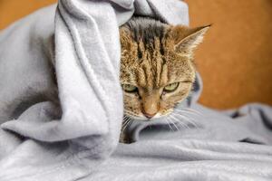 Funny arrogant domestic tabby cat lying on couch under plaid indoors. Kitten resting at home keeping warm hiding under blanket in cold fall autumn winter weather. Pet animal life Hygge mood concept. photo