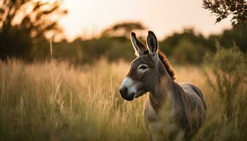 Cute donkey grazes on green meadow under the setting sun generated by AI photo