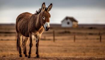 Cute donkey grazing on grass in a rural meadow at sunset generated by AI photo