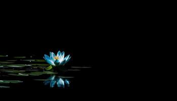 A single flower blossoms, reflecting its beauty on the pond generated by AI photo