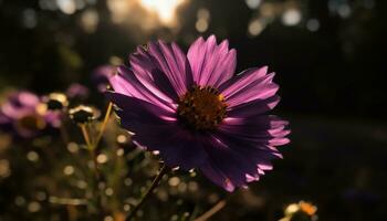 A vibrant purple daisy blossoms in the meadow, surrounded by nature beauty generated by AI photo