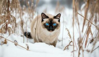 Cute kitten sitting in snow, looking at camera, fluffy fur generated by AI photo