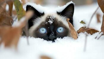 linda gatito sentado en nieve, curioso a cámara con curiosidad generado por ai foto