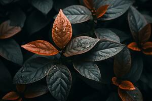 Close up of beautiful autumn leaves with water drops. Natural background AI Generated photo