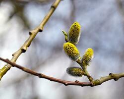 Blooming willow branches photo