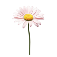 AI Generative watercolor daisy flower gradient pastel isolation on white transparent png
