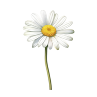 ai generativo acquerello margherita fiore pendenza pastello solitudine su bianca trasparente png