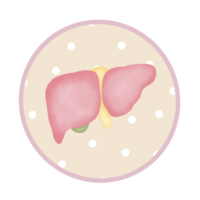 Cute cartoon pastel doodle hand draw liver anatomy png