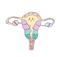 Cute cartoon pastel doodle hand draw anatomy uterus female png
