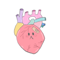 Cute cartoon pastel doodle hand draw anatomy heart png