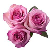 AI Generative Watercolor bouquet of roses isolated on transparent background png