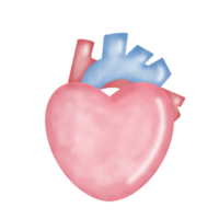 schattig tekenfilm pastel tekening hand- trek anatomie hart png
