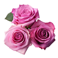 AI Generative Watercolor bouquet of roses isolated on transparent background png