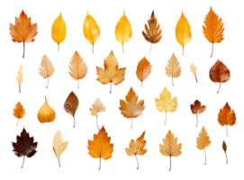 raccolta di foglie d'autunno png