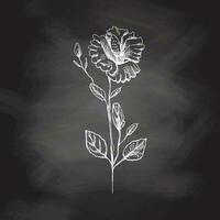 Hand drawn hibiscus sketch on chalkboard background. Monochrome flower doodle. Black and white vintage element. Vector sketch. Detailed retro style.