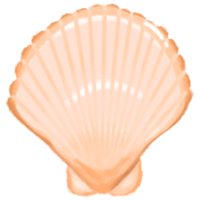 Scallop sea shell png