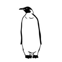 King Penguin. Monochrome vector illustration. Realistic polar animal