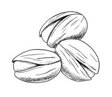 Bunch of Pistachio nuts. Hand drawn monochrome sketch isolated on white background. Food illustration vector