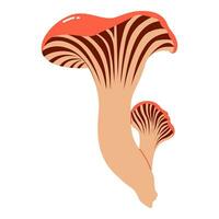 Beautiful fresh chanterelle mashroom illustration vector