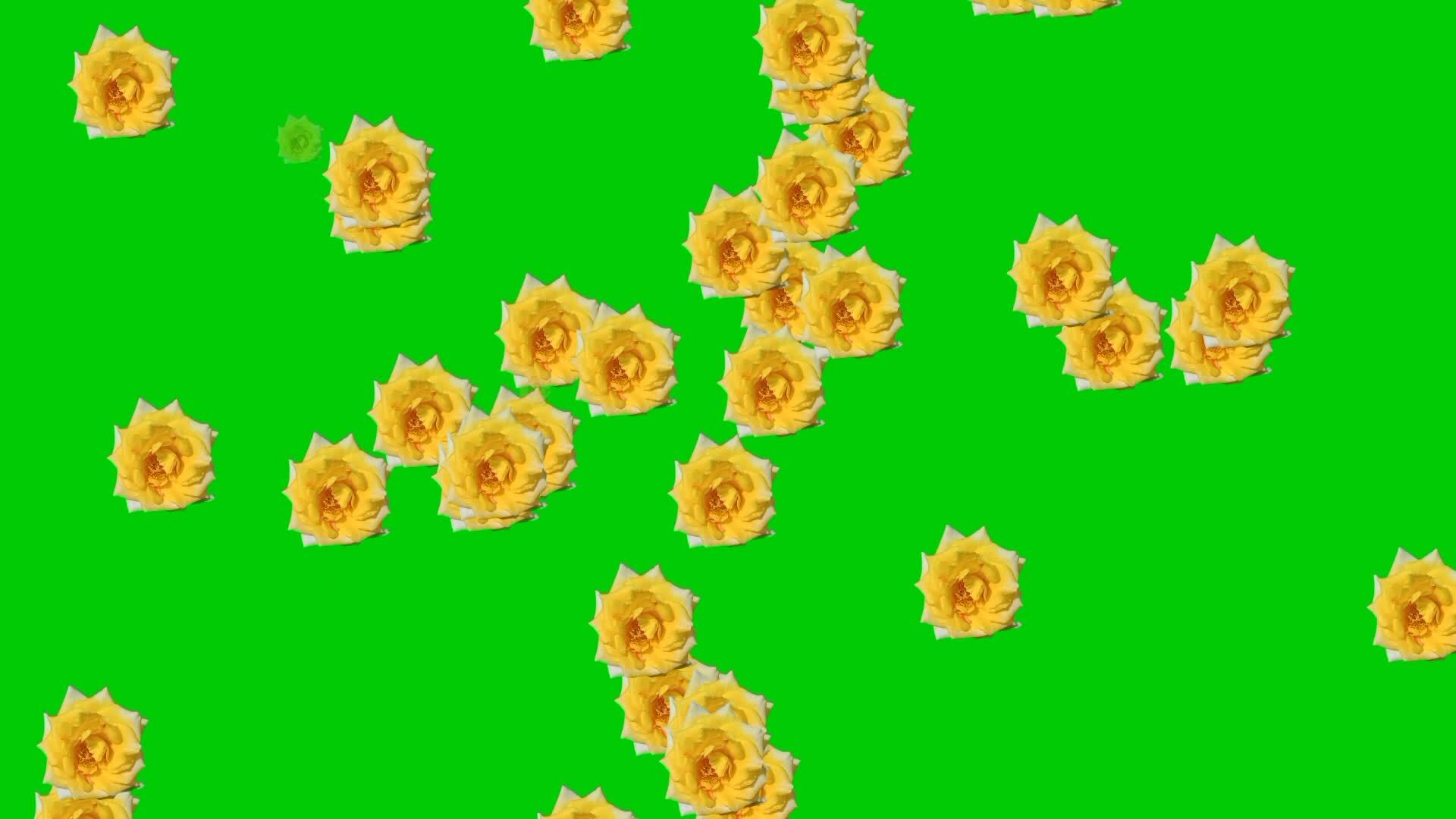 Animated video of flower rain with a green background. 27739829 Stock