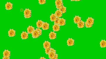 Animated video of flower rain with a green background.