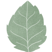 groene bladplant png