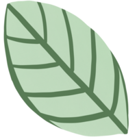 Green leaf plant png