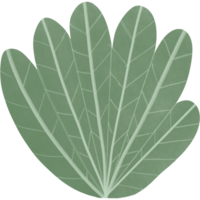 Green leaf plant png