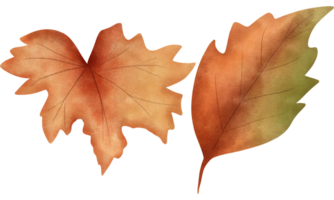 uppsättning av vattenfärg höst löv illustration.realistisk höst löv. png