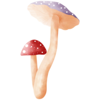 Watercolor fly agaric mushrooms clipart.Purple and red fly agaric mushrooms illustration. png