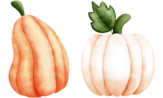 ensemble de aquarelle citrouilles illustration pour l'automne décorations.orange et blanc citrouilles illustration. png